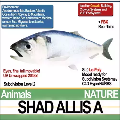 Allis Shad A 3D model