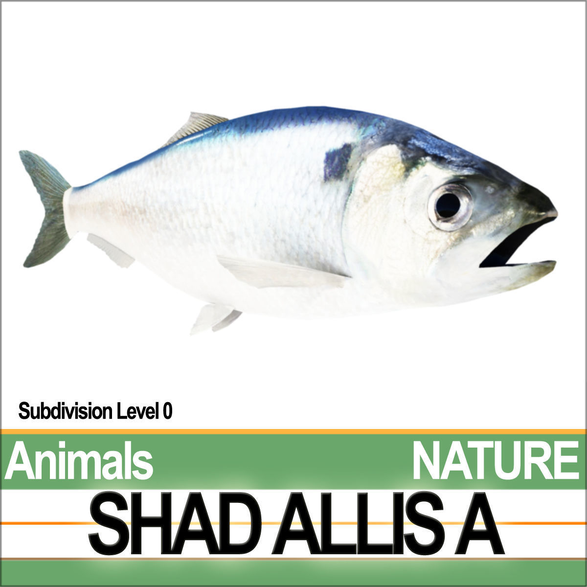 Allis Shad A 3D model_1