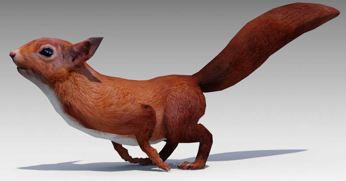 Squirrel Low-poly 3D model_8