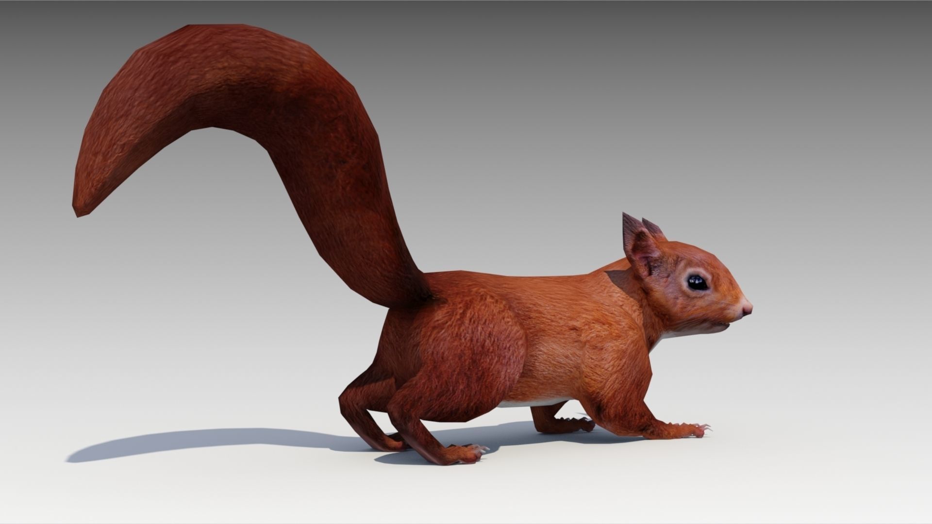 Squirrel Low-poly 3D model_6