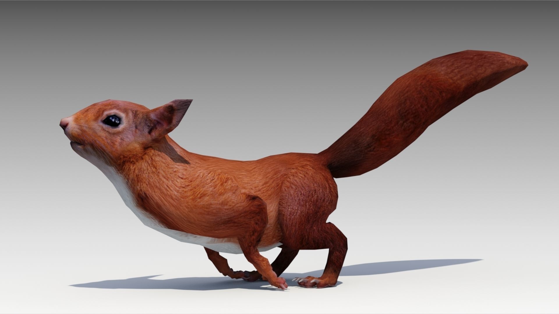 Squirrel Low-poly 3D model_2