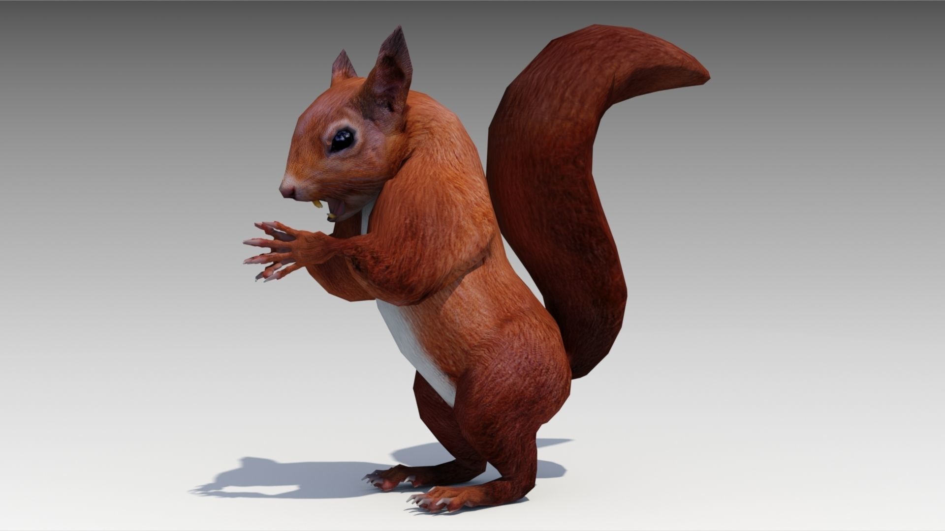 Squirrel Low-poly 3D model_5