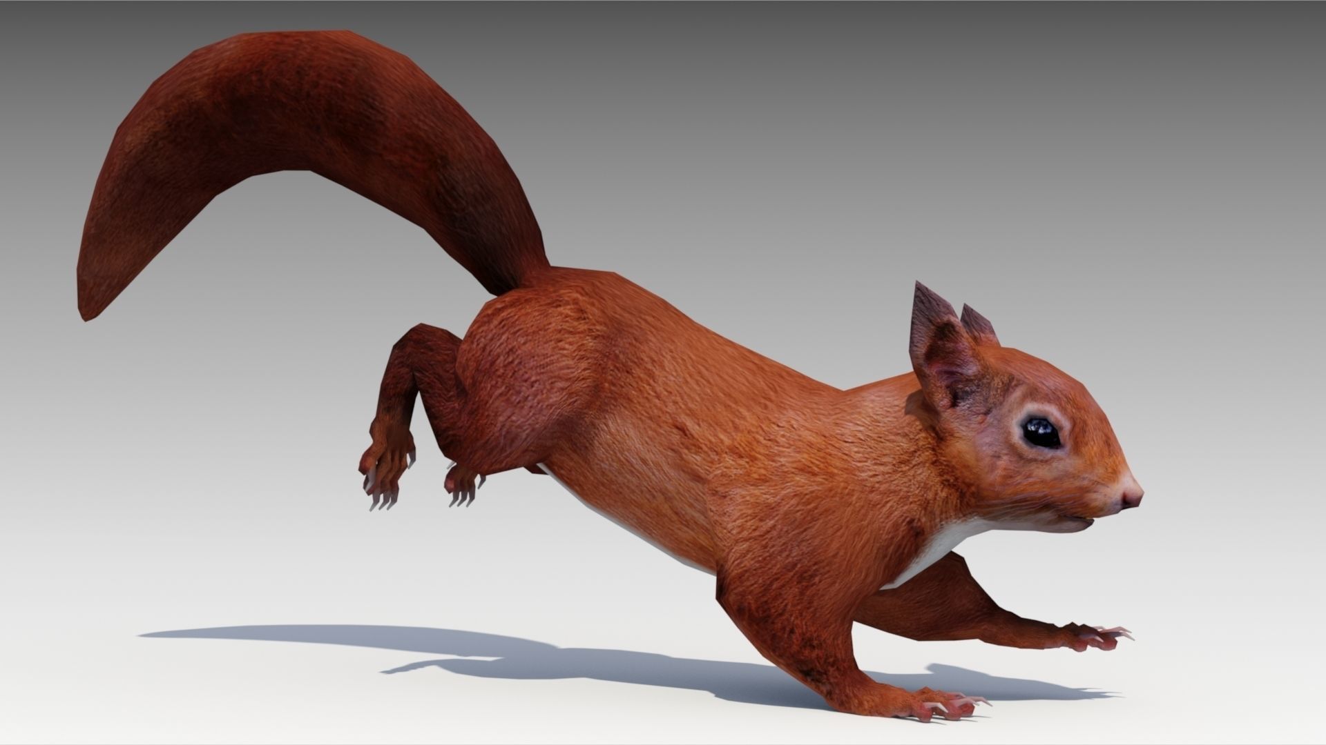Squirrel Low-poly 3D model_3