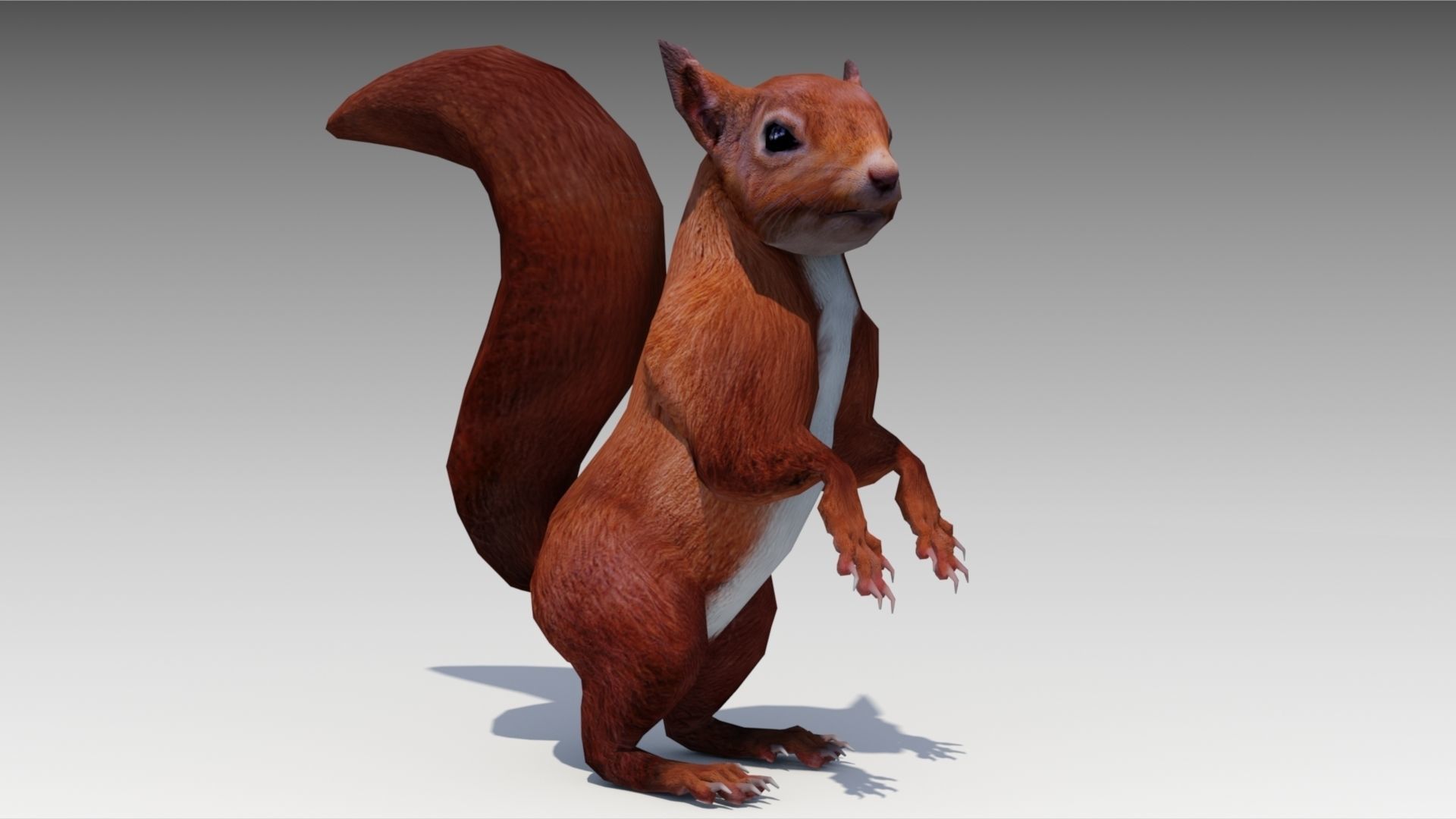 Squirrel Low-poly 3D model_4