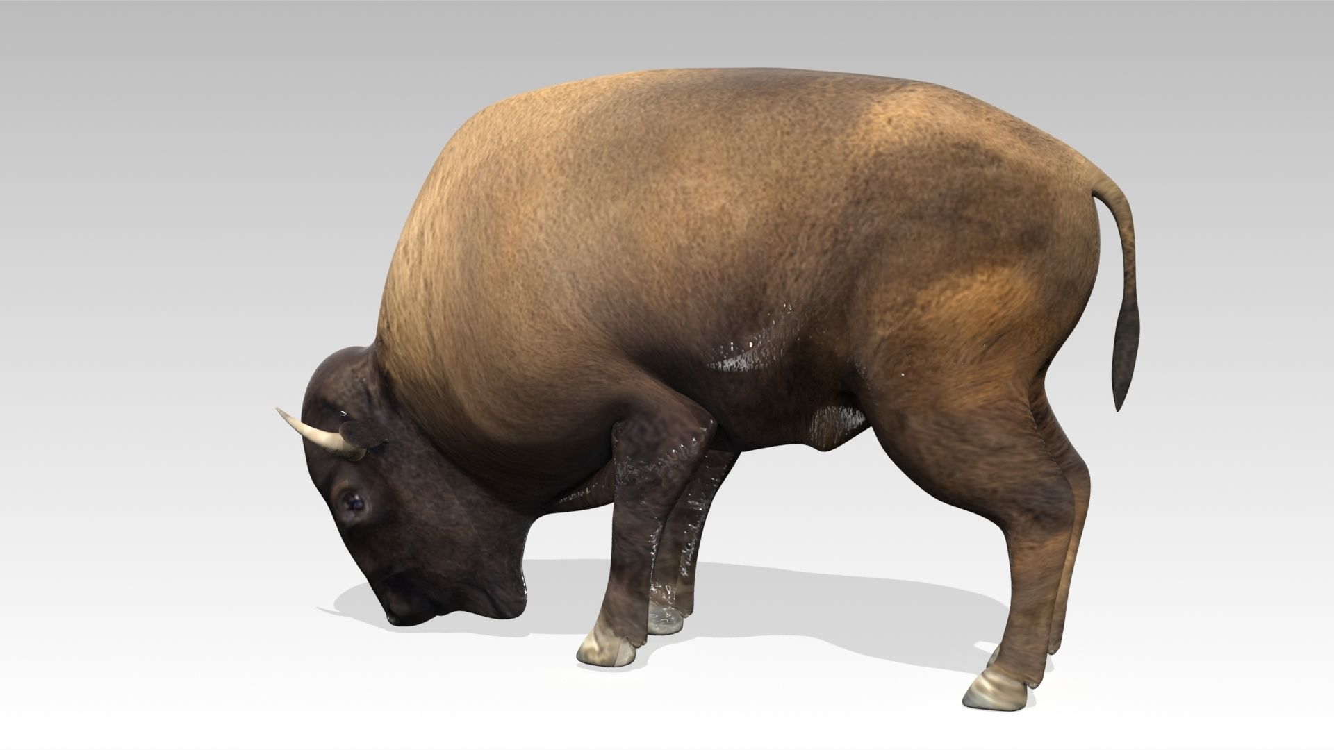 American Buffalo Animated Low-poly 3D model_4