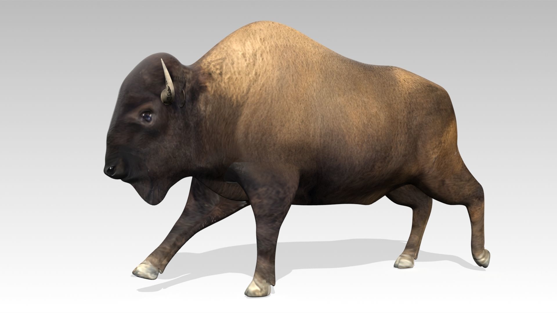 American Buffalo Animated Low-poly 3D model_7