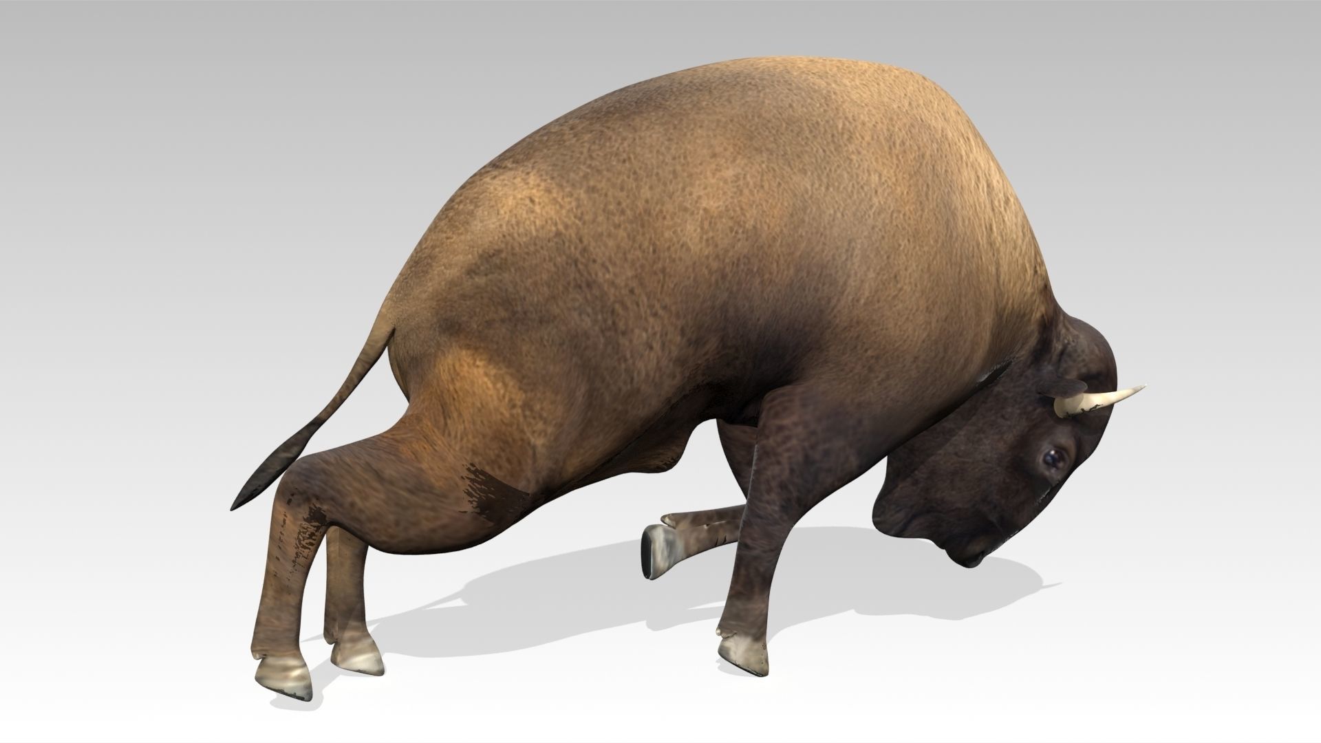 American Buffalo Animated Low-poly 3D model_9