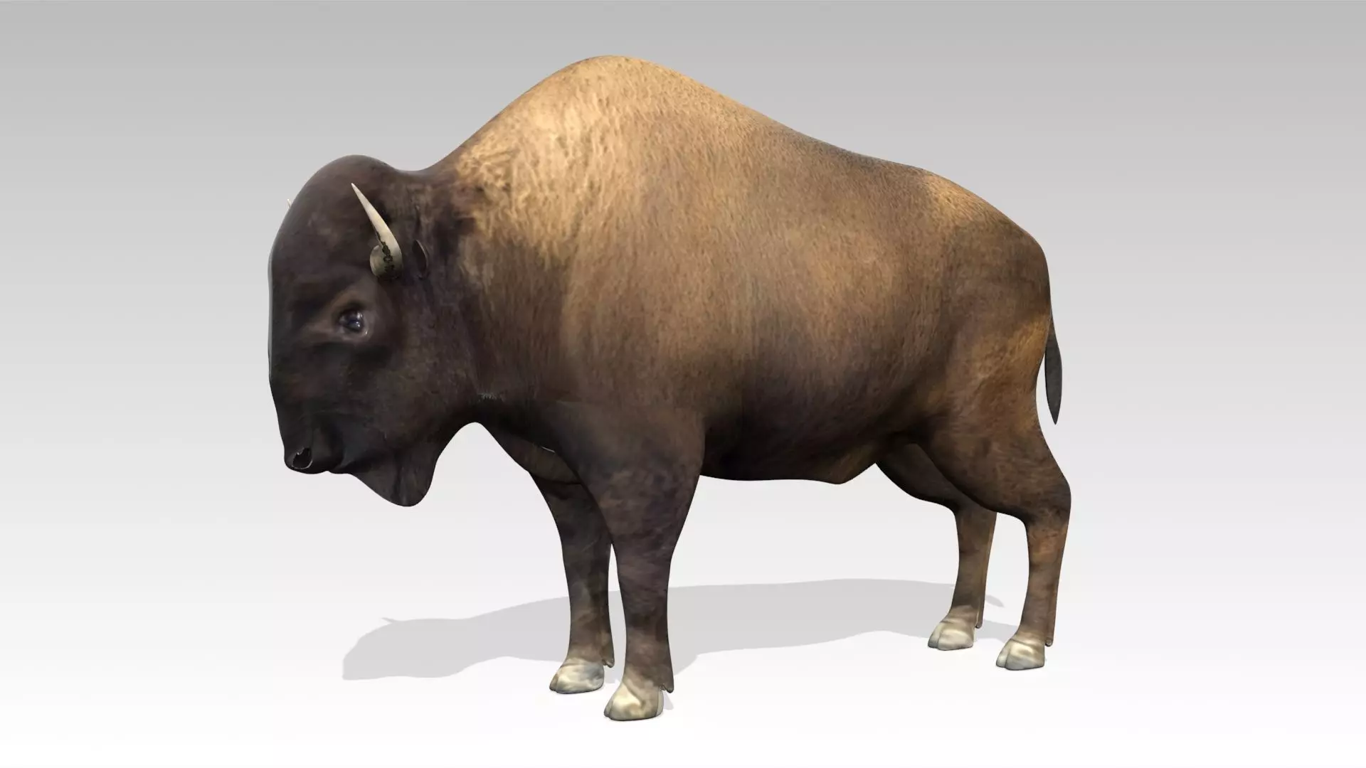 American Buffalo Animated Low-poly 3D model_0
