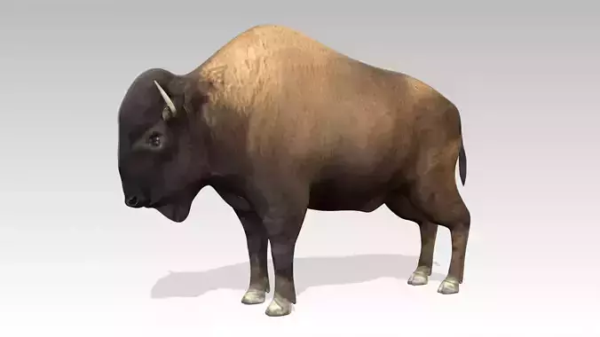 American Buffalo Animated Low-poly 3D model
