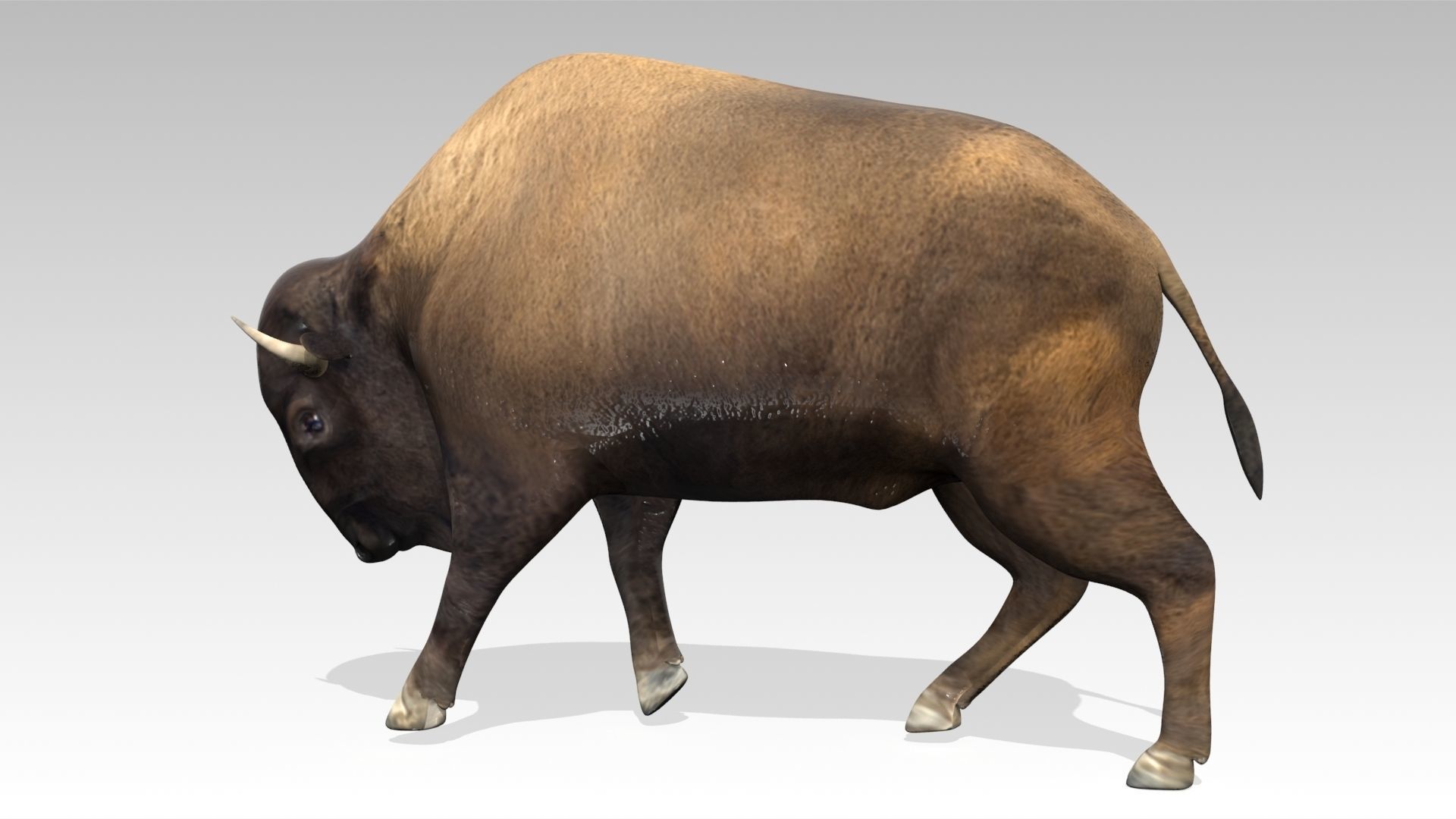 American Buffalo Animated Low-poly 3D model_10