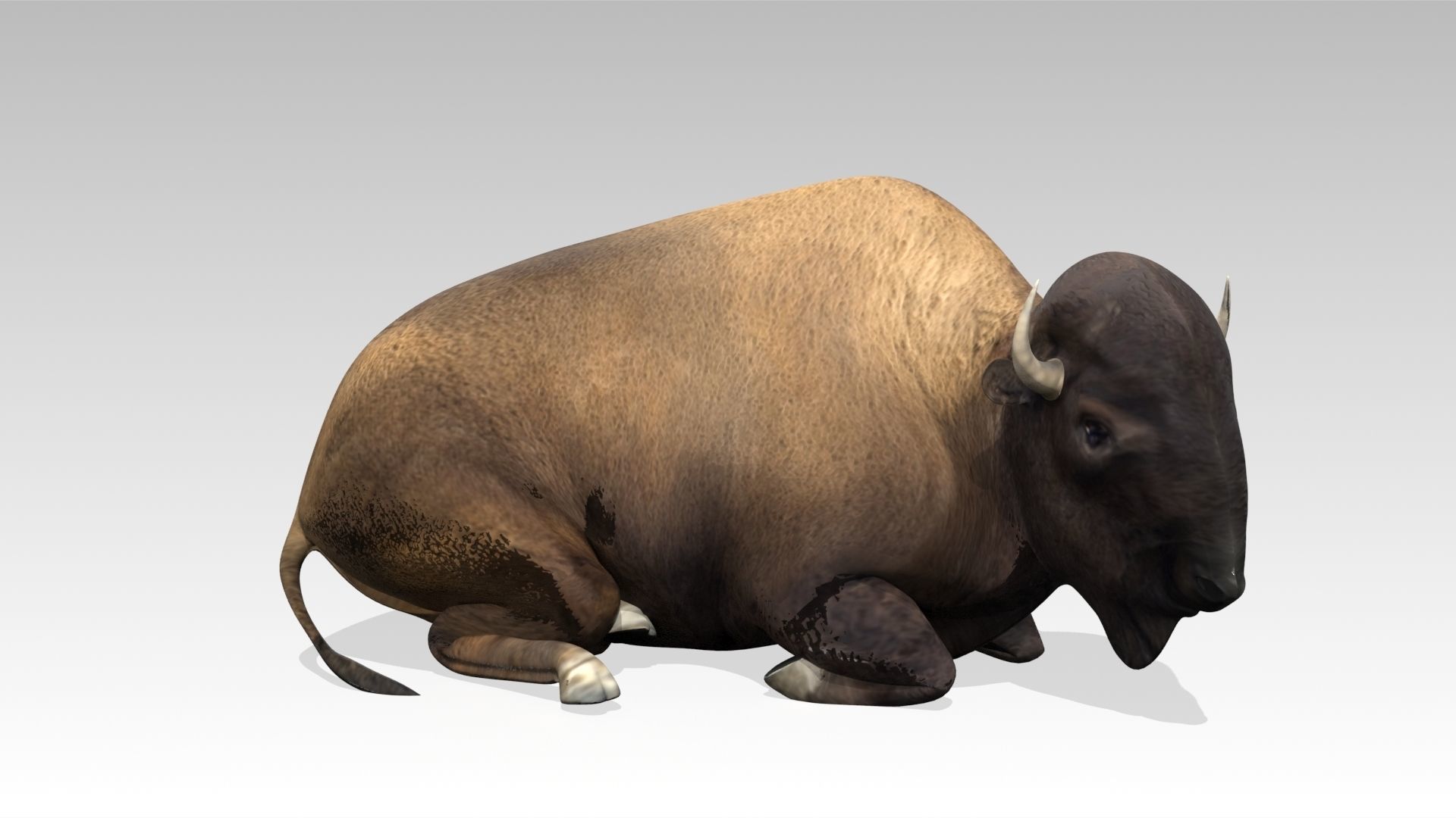 American Buffalo Animated Low-poly 3D model_3