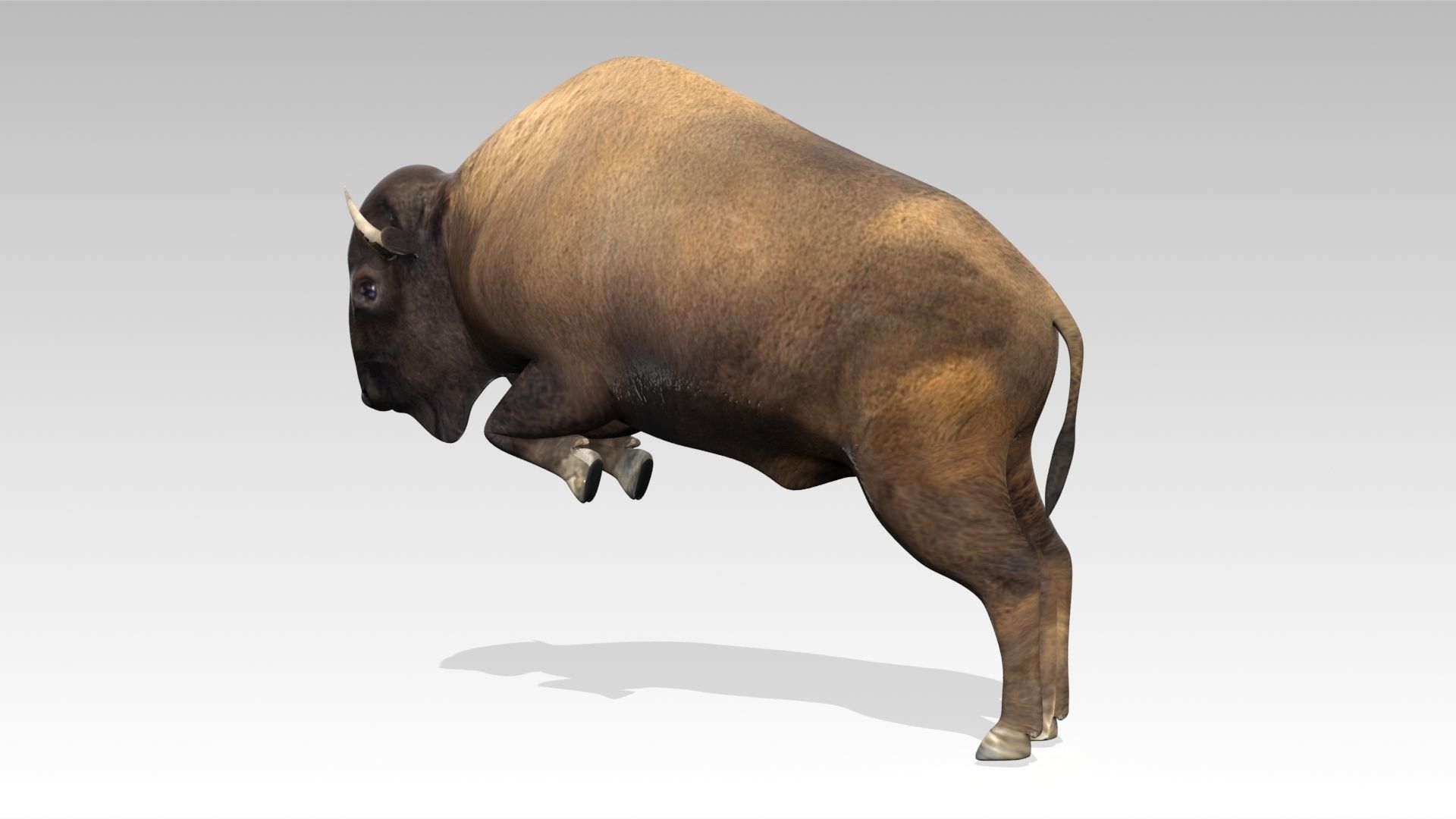 American Buffalo Animated Low-poly 3D model_6