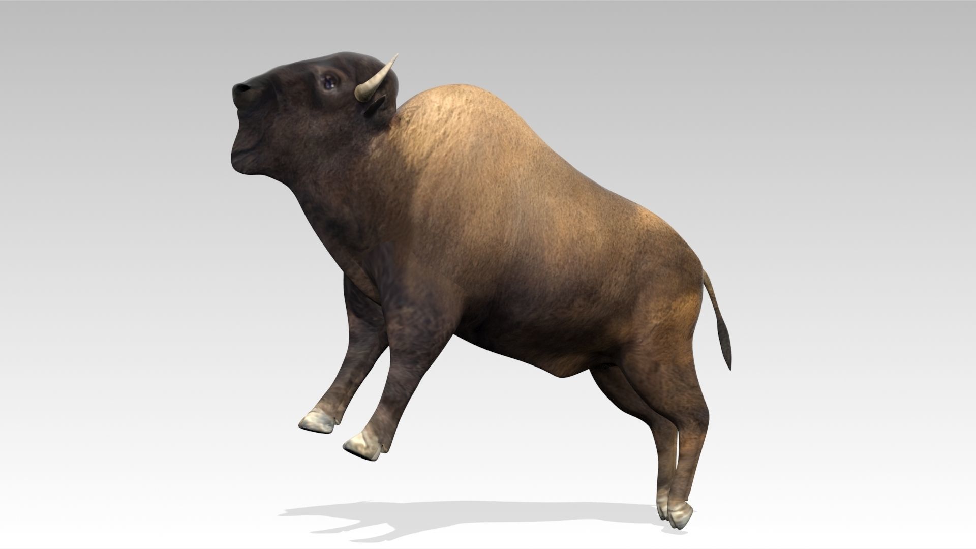 American Buffalo Animated Low-poly 3D model_8