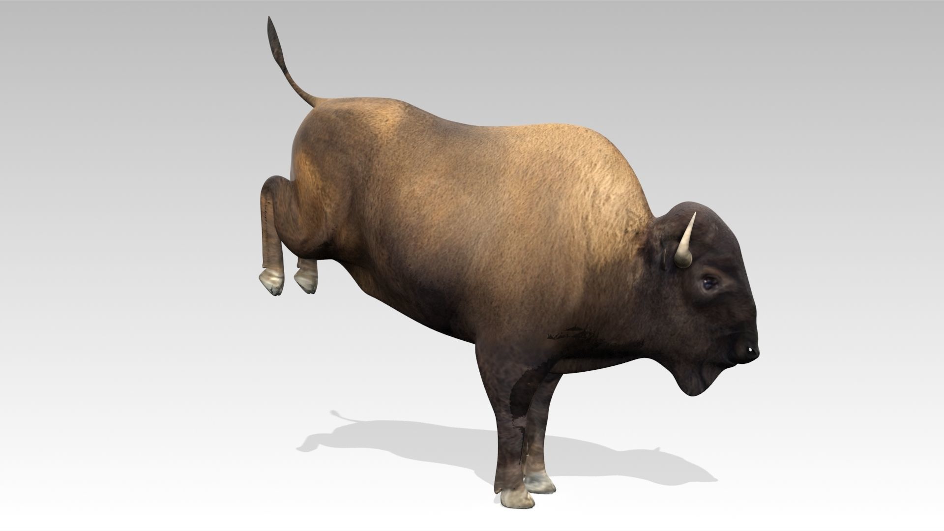 American Buffalo Animated Low-poly 3D model_5
