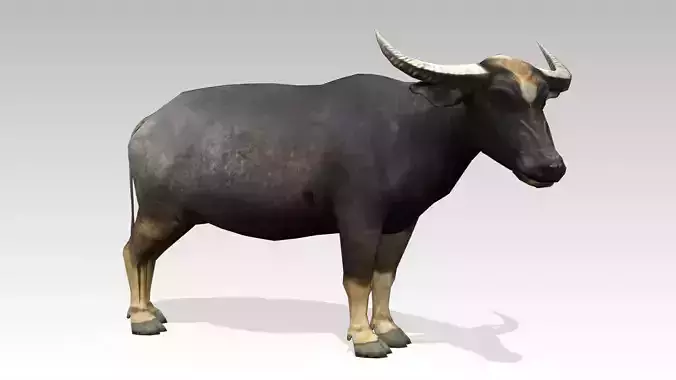 Water Buffalo Animated Low-poly 3D model