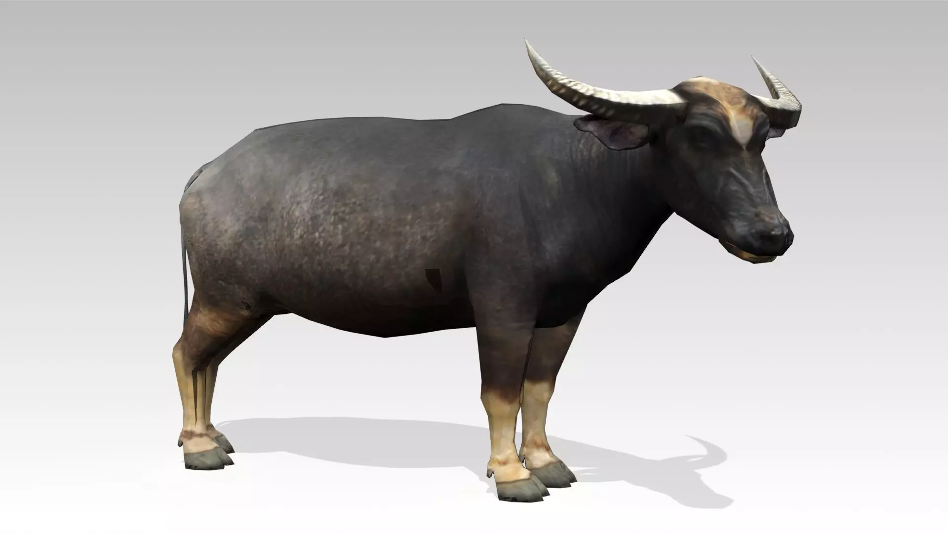 Water Buffalo Animated Low-poly 3D model_0