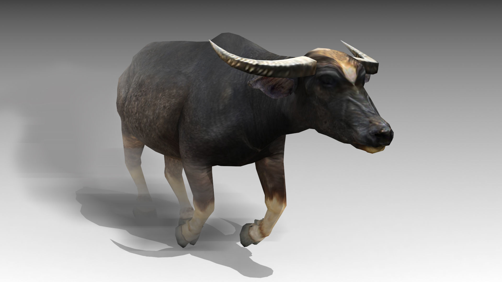 Water Buffalo Animated Low-poly 3D model_8