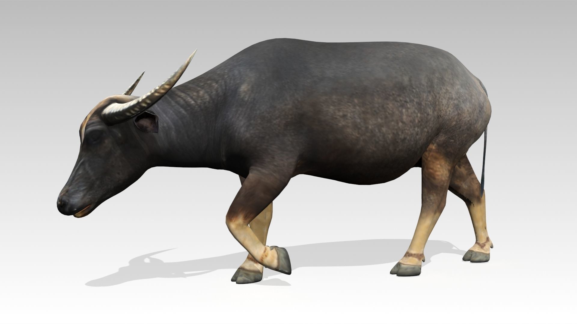 Water Buffalo Animated Low-poly 3D model_4