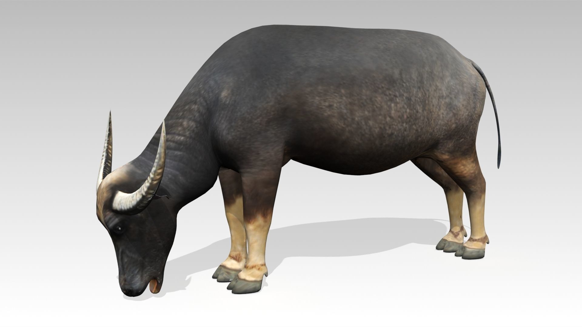 Water Buffalo Animated Low-poly 3D model_6