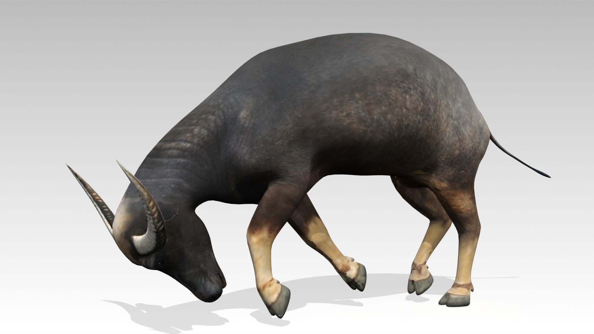 Water Buffalo Animated Low-poly 3D model_7