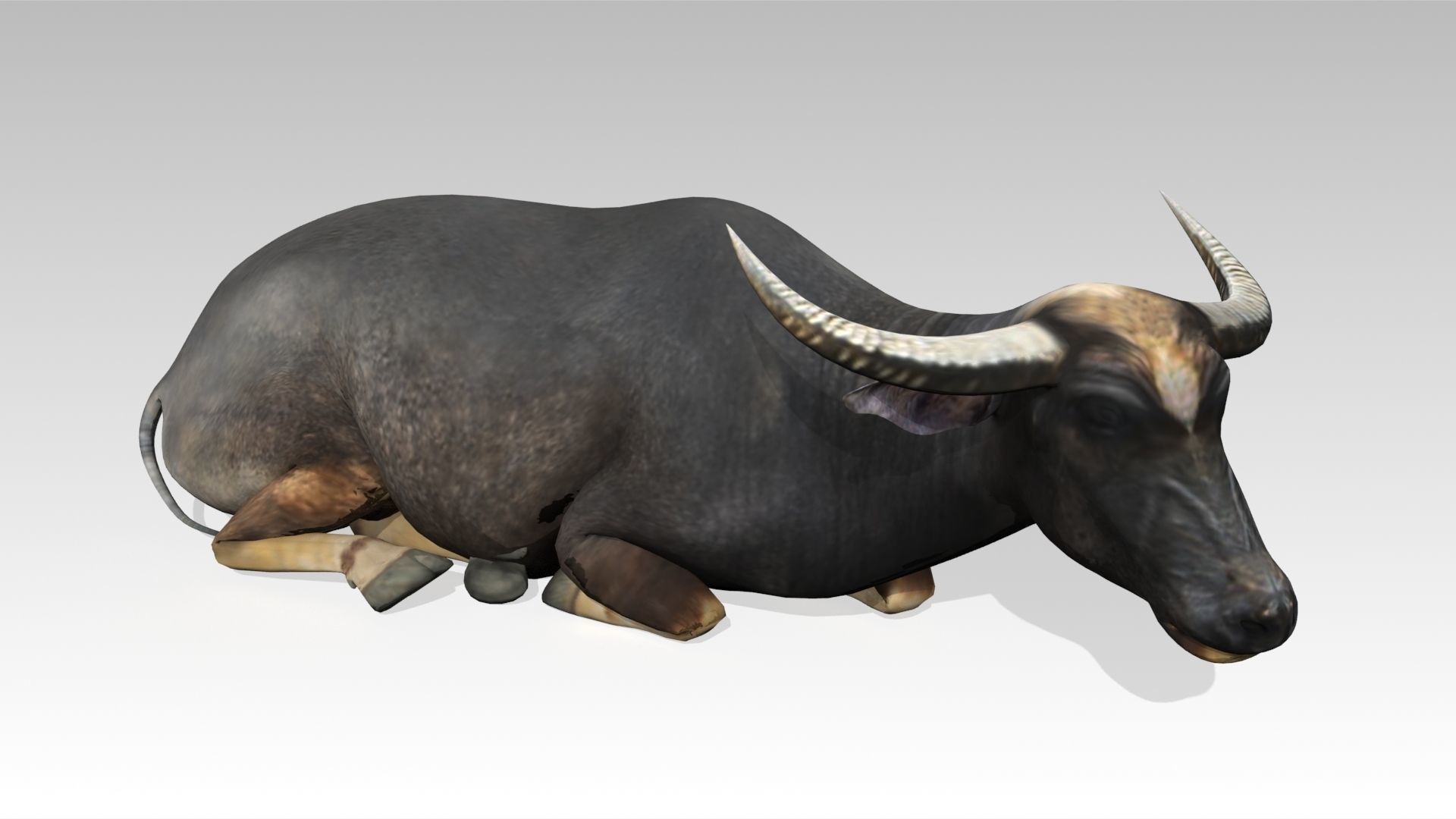 Water Buffalo Animated Low-poly 3D model_3