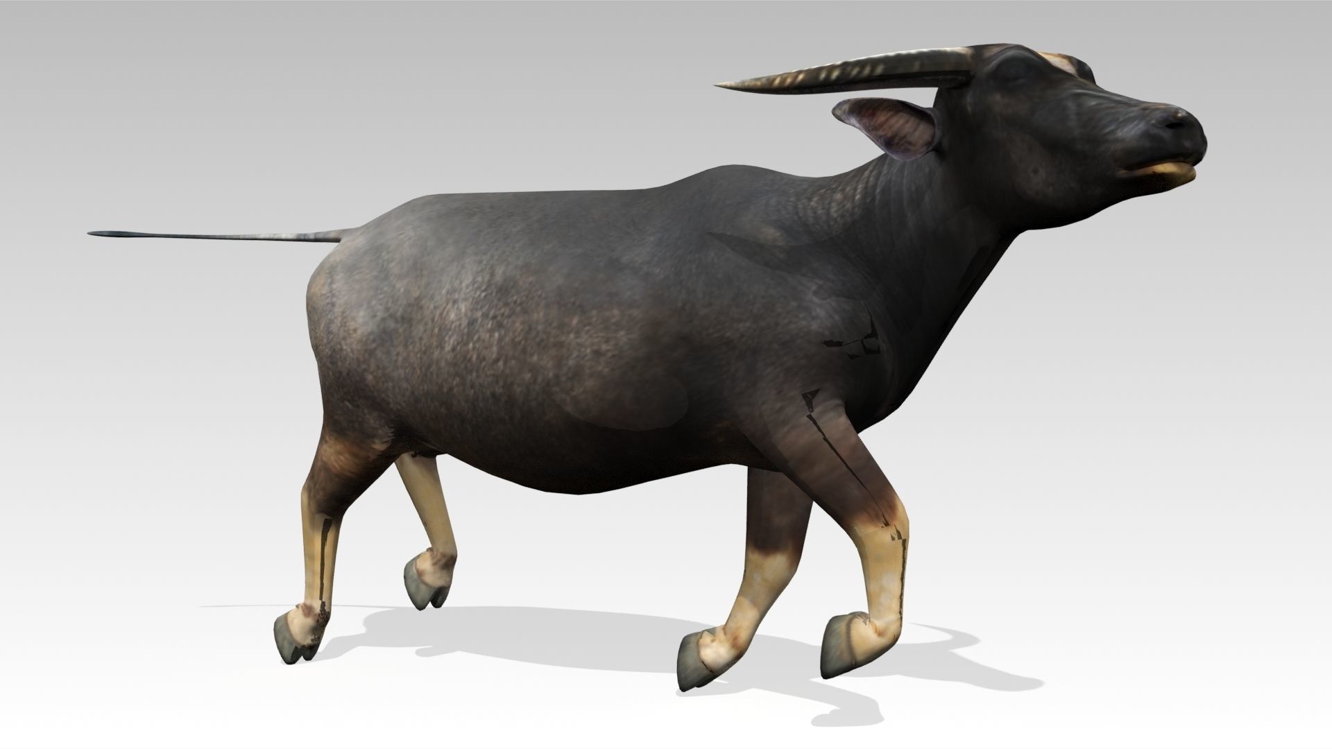 Water Buffalo Animated Low-poly 3D model_5