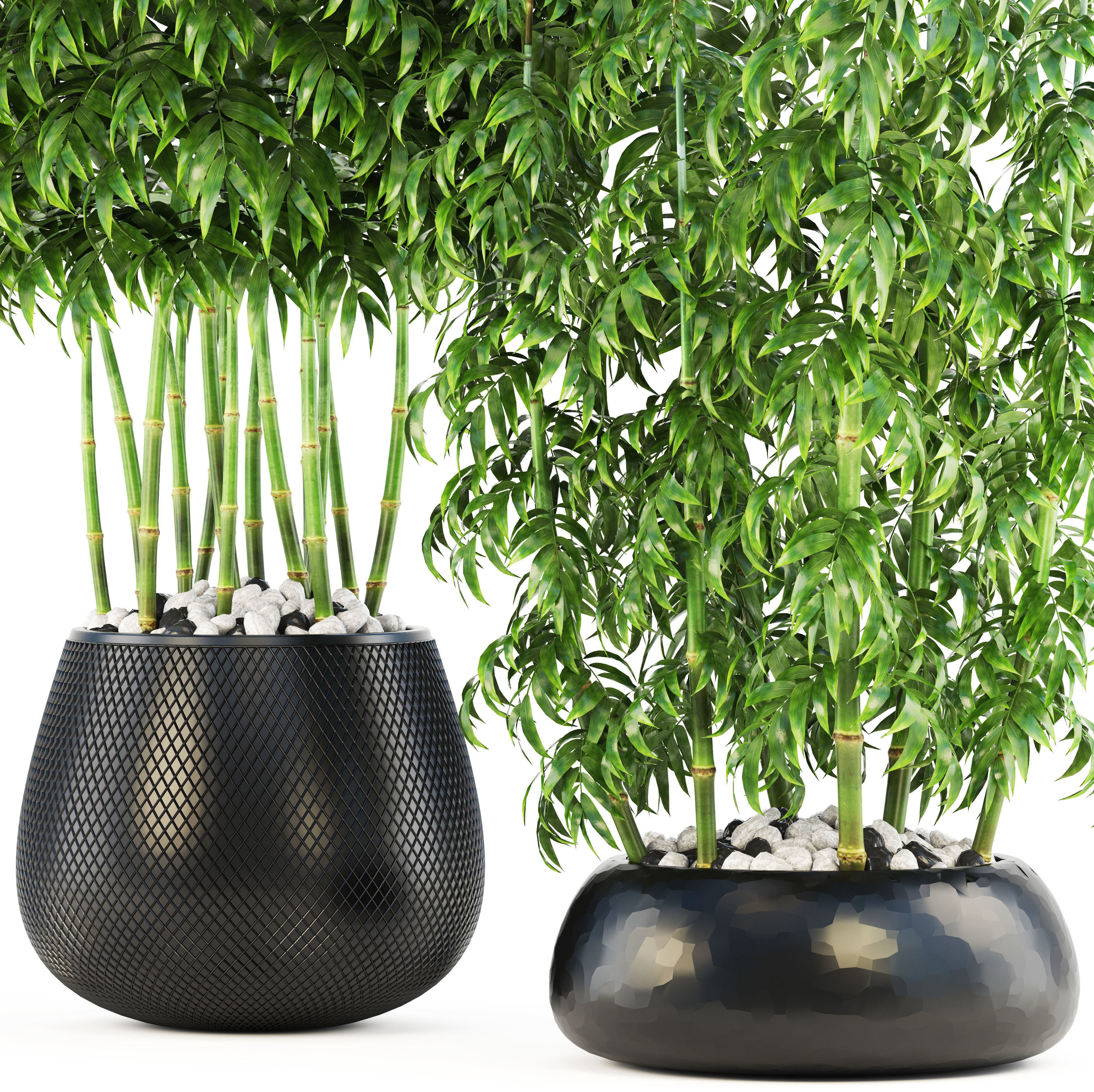 Bamboo Trees 3D model_1