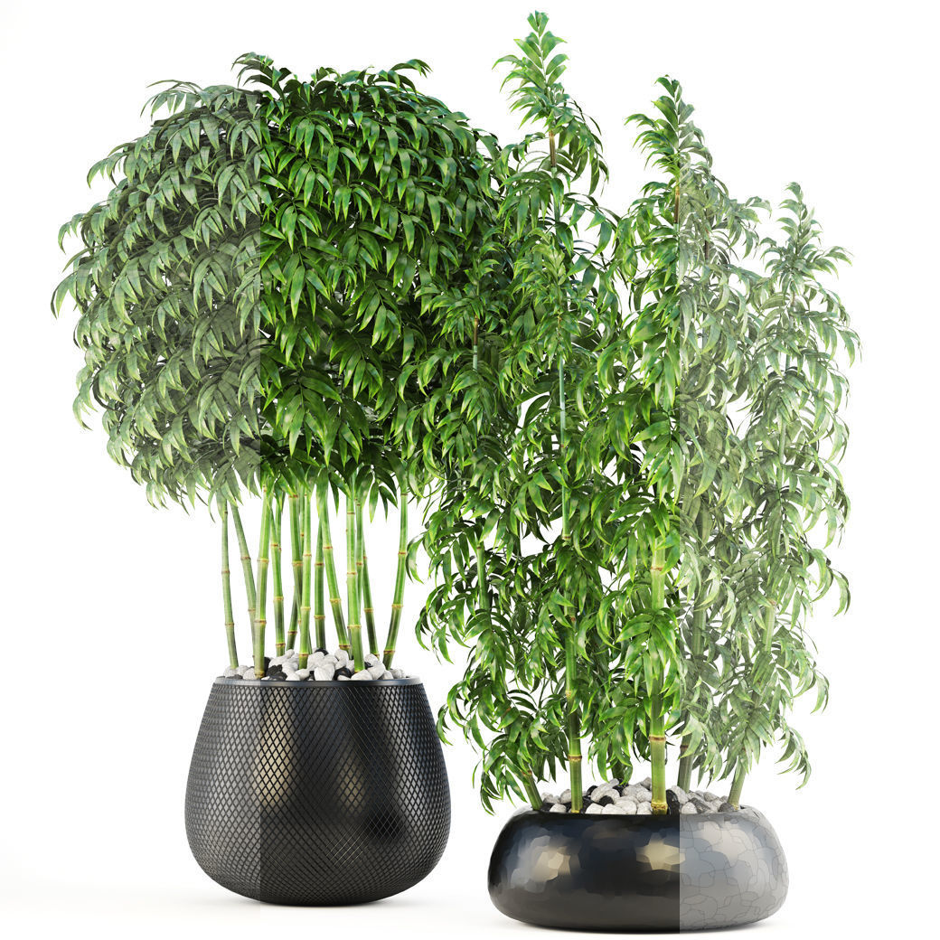 Bamboo Trees 3D model_11