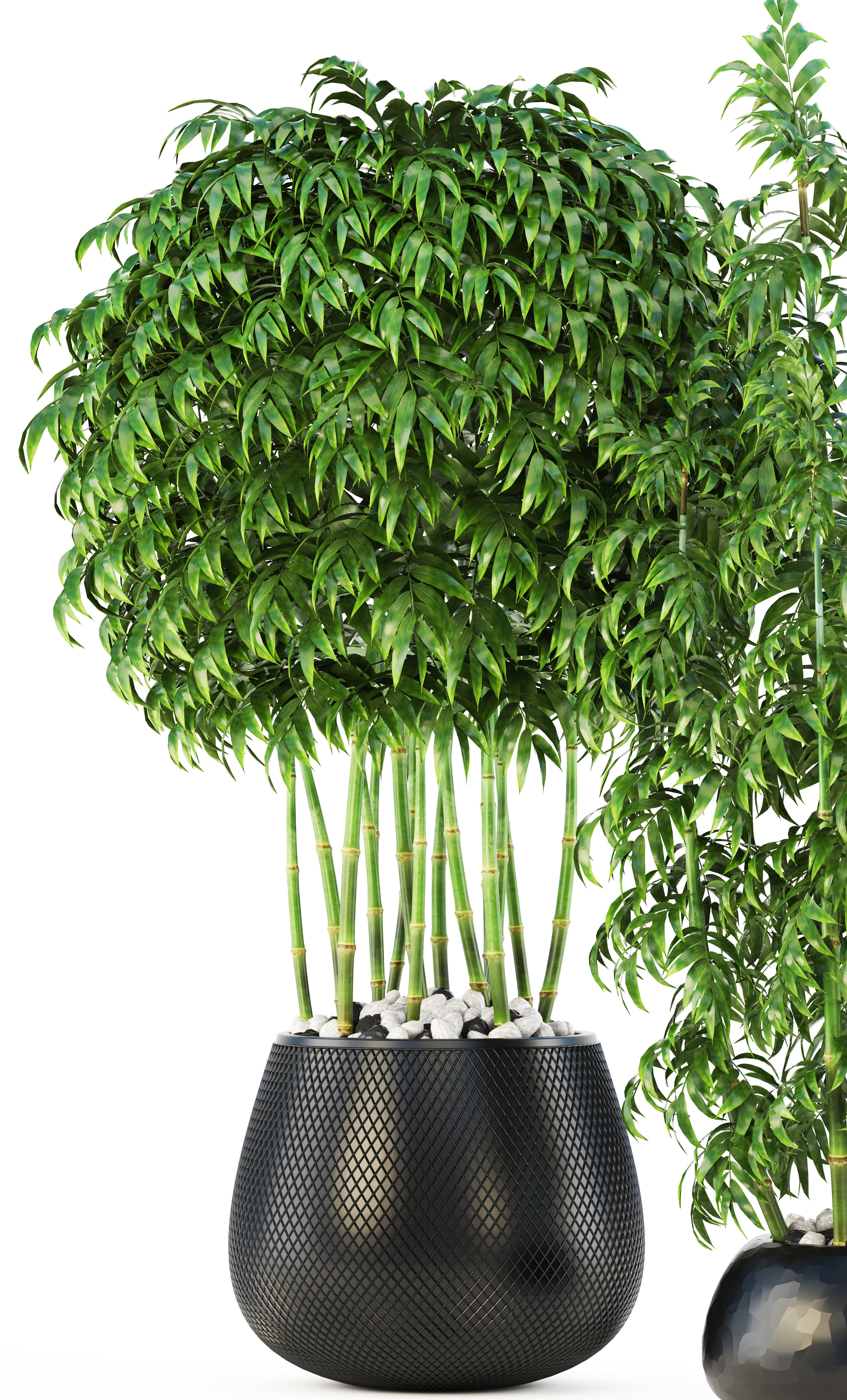 Bamboo Trees 3D model_10