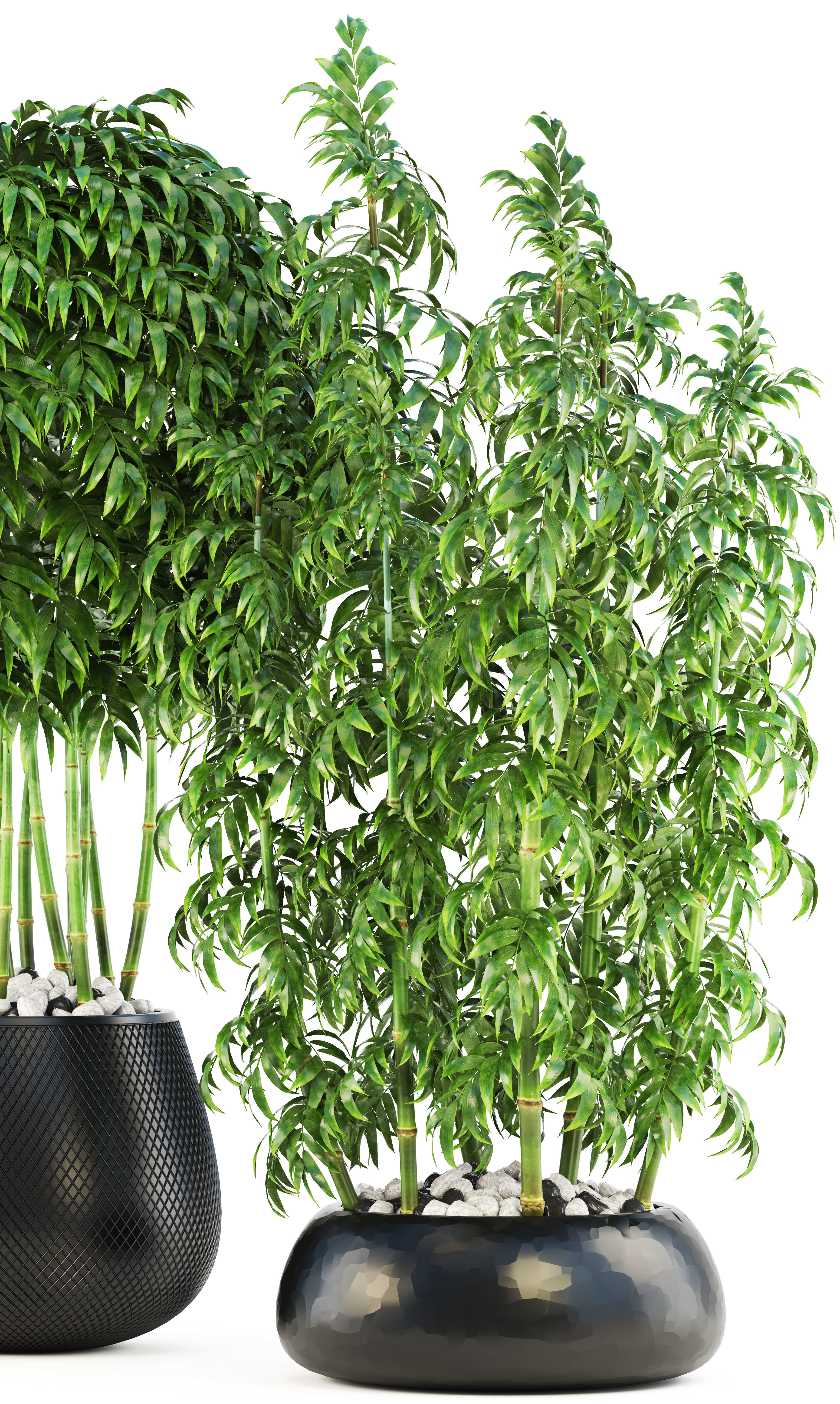 Bamboo Trees 3D model_4