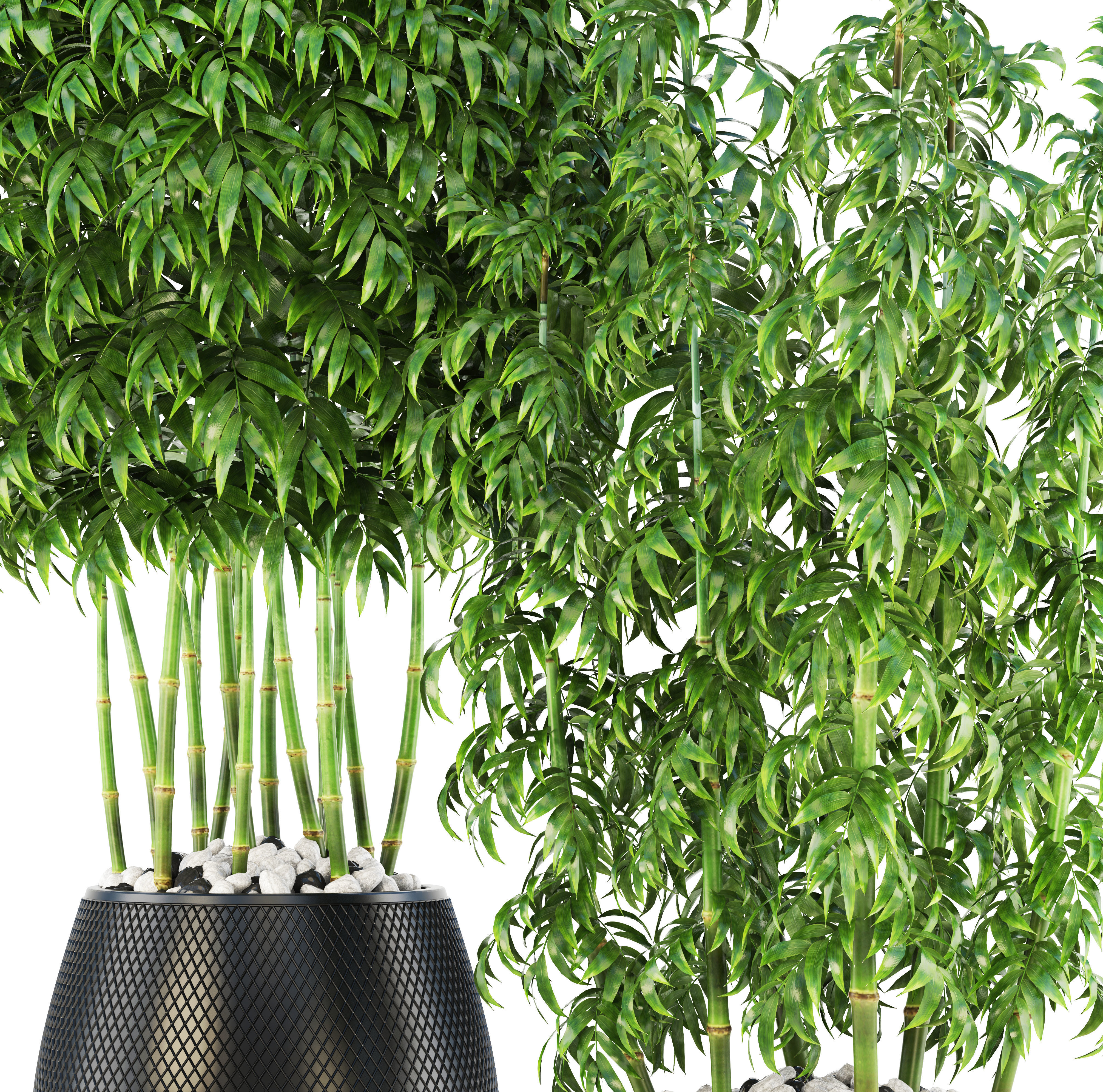 Bamboo Trees 3D model_7