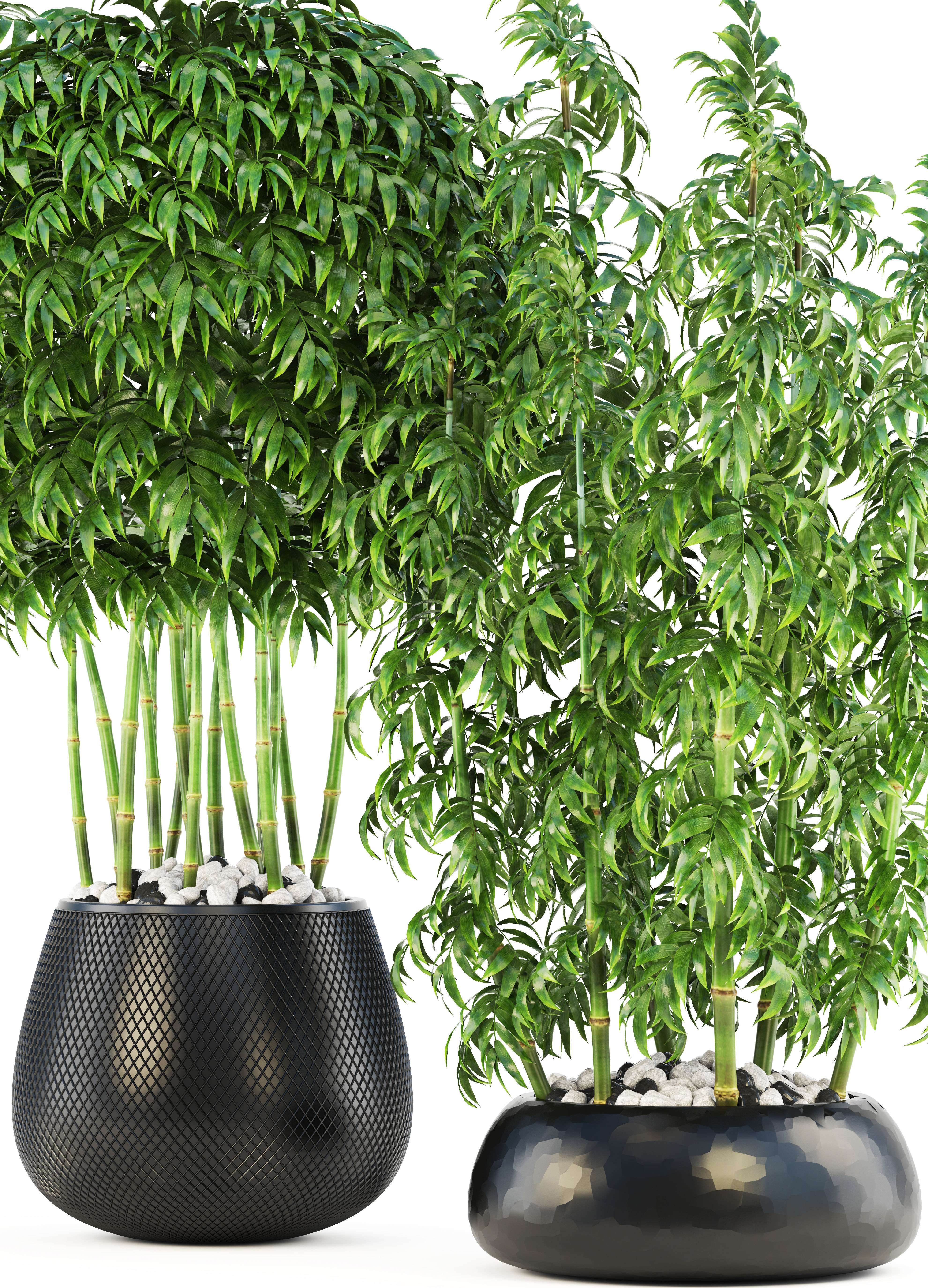 Bamboo Trees 3D model_3