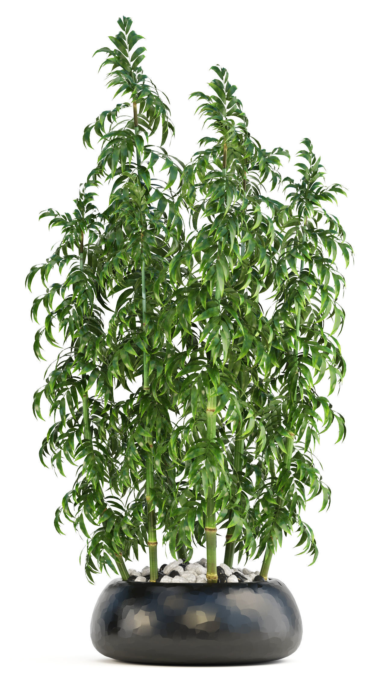 Bamboo Trees 3D model_8