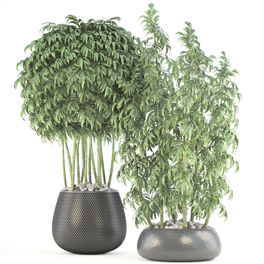 Bamboo Trees 3D model_12