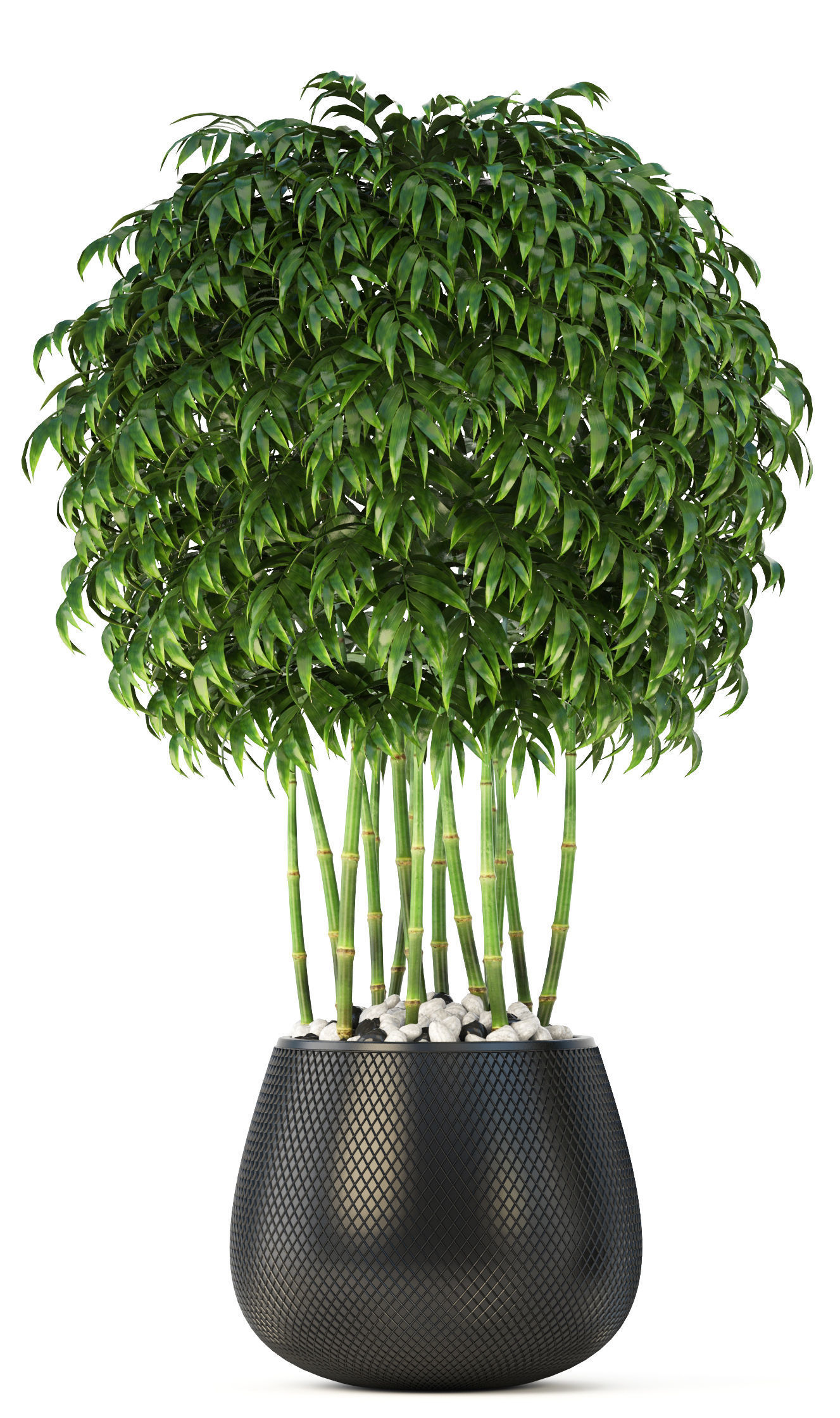 Bamboo Trees 3D model_6