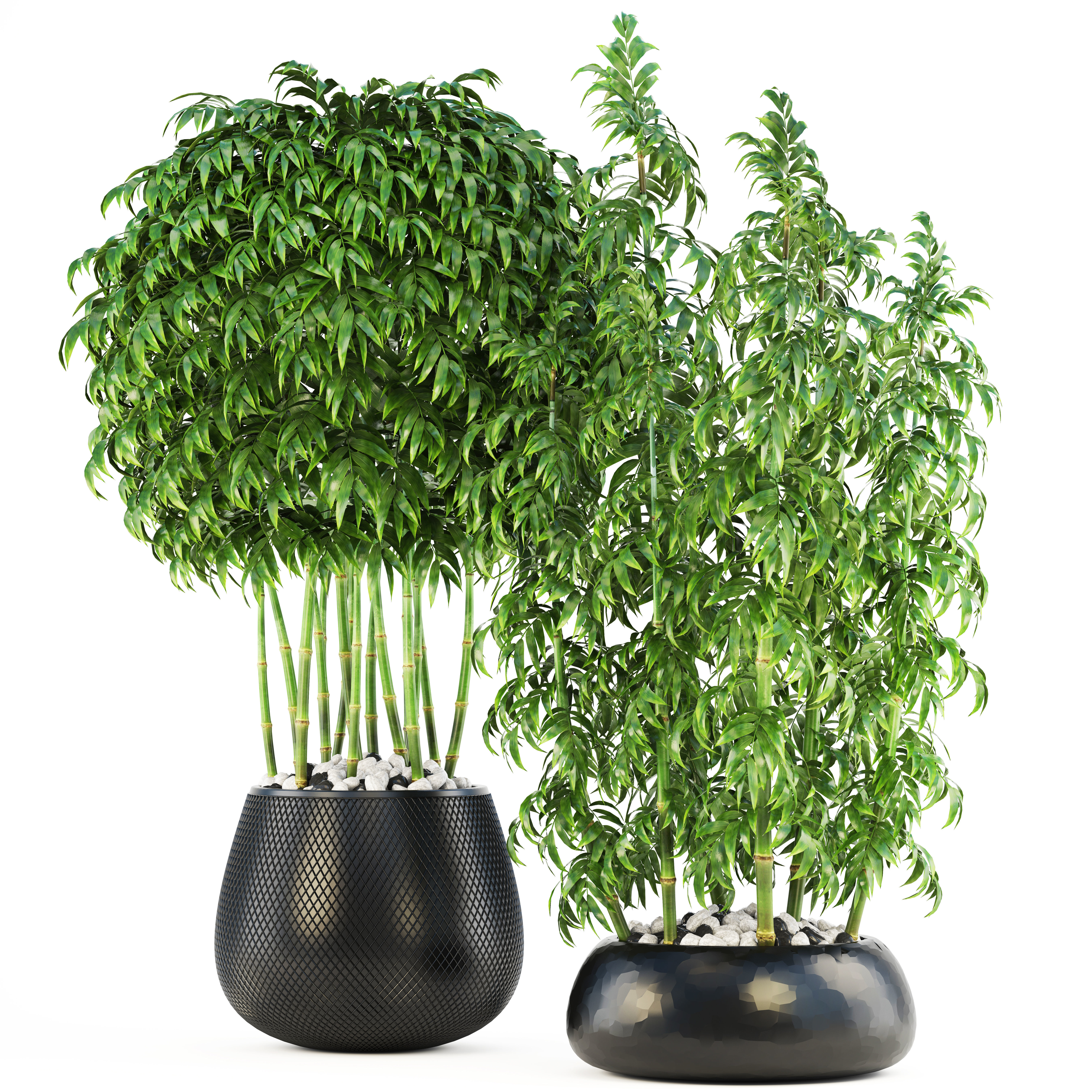 Bamboo Trees 3D model_5