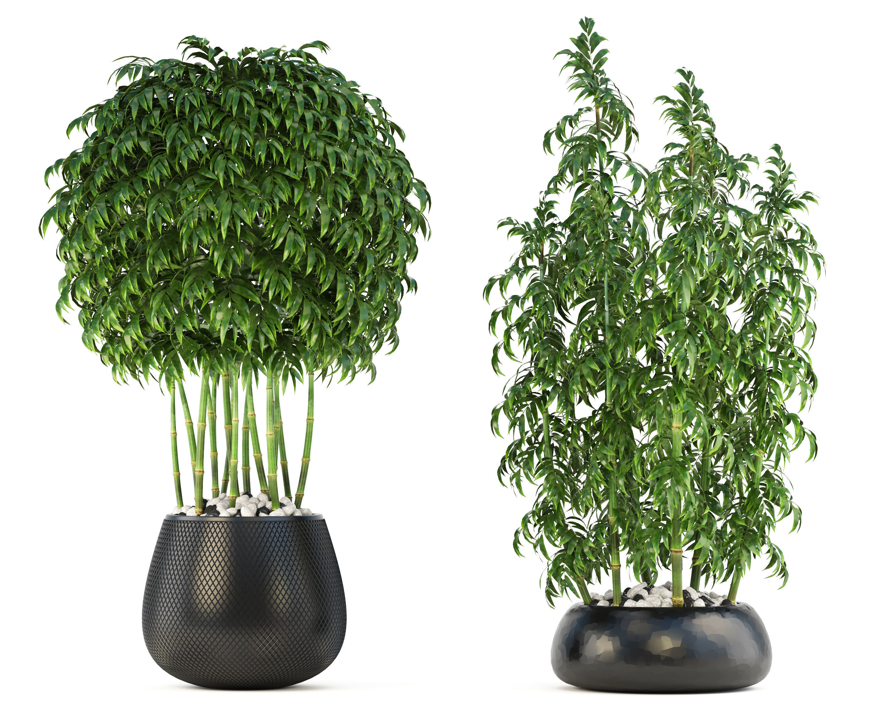 Bamboo Trees 3D model_2