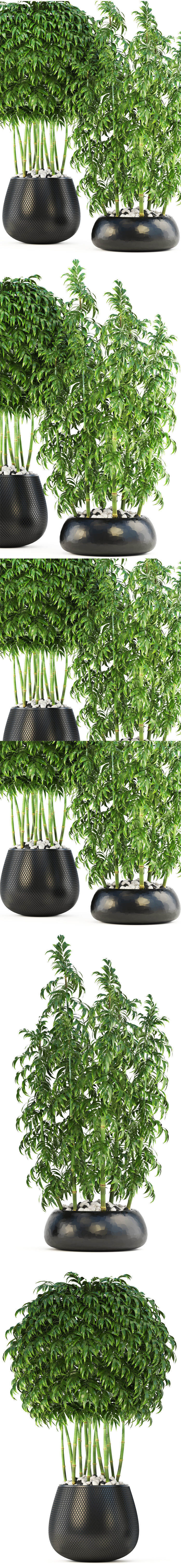 Bamboo Trees 3D model_9