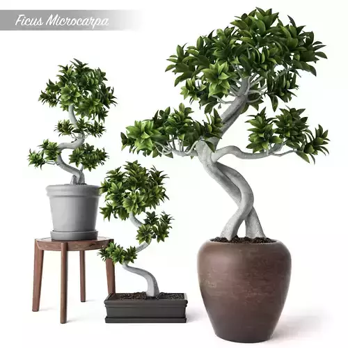Ficus Microcarpa