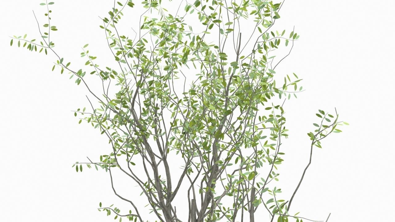 Tree animation Low-poly 3D model_4