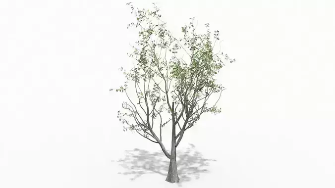 Tree animation  Low-poly 3D model