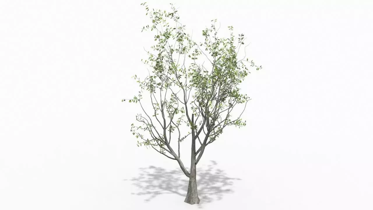 Tree animation Low-poly 3D model_0