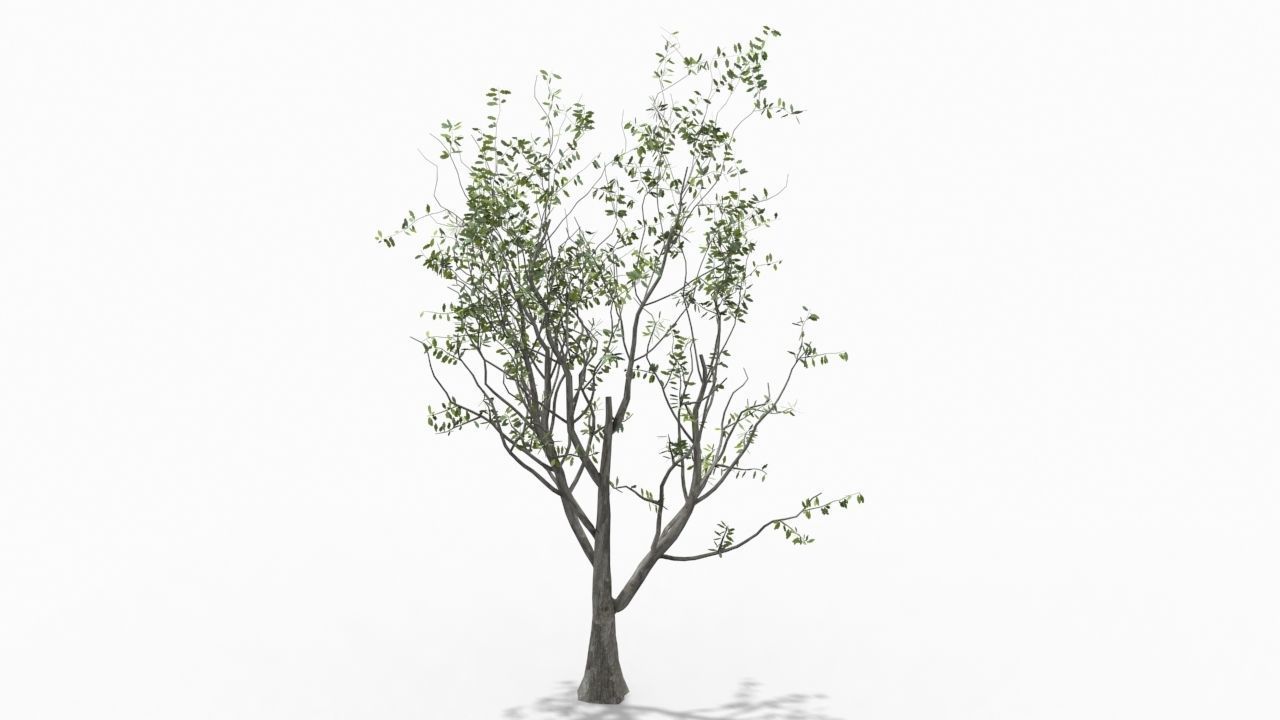 Tree animation Low-poly 3D model_2