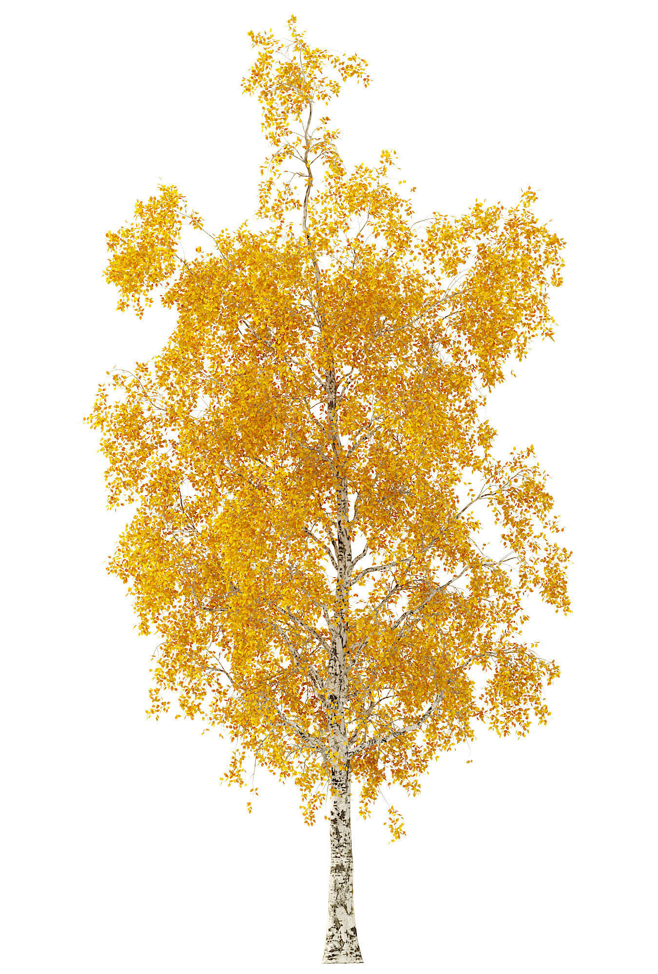 Birch Tree 3d Model No 1-3 seasons 3D model_2