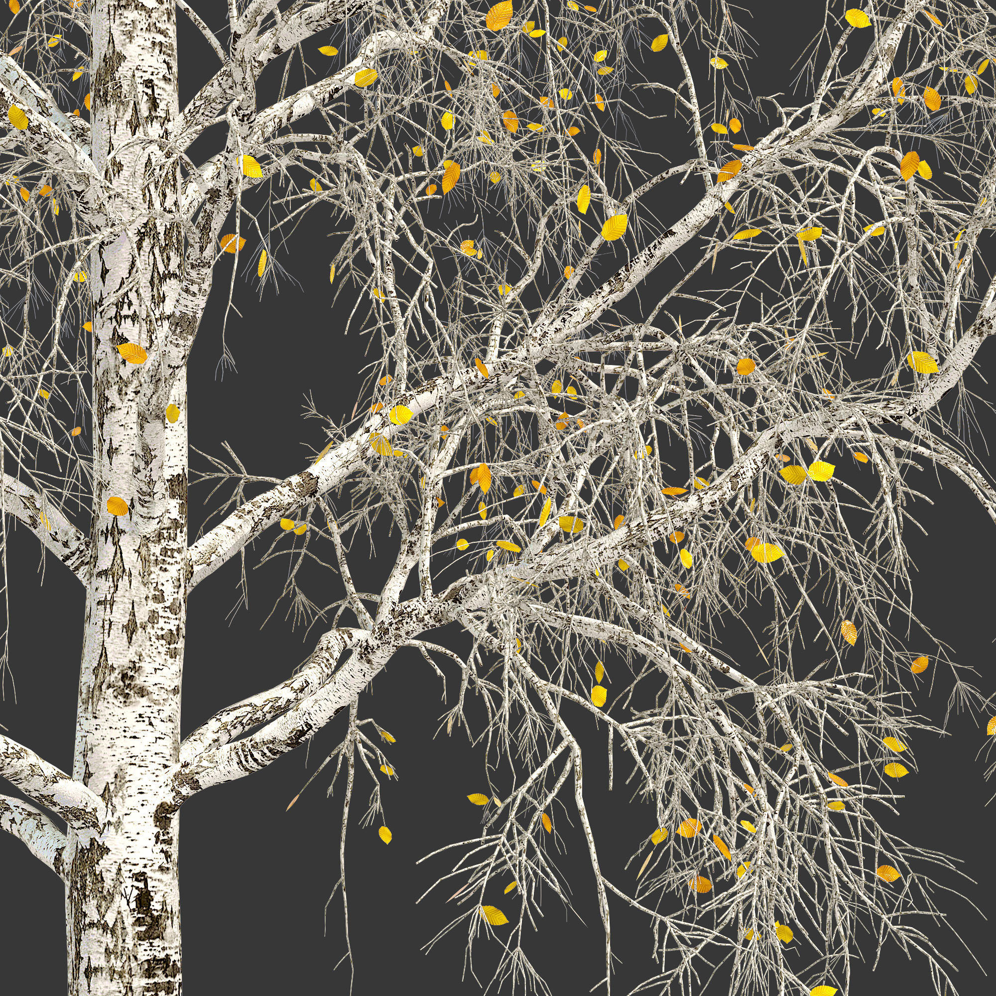 Birch Tree 3d Model No 1-3 seasons 3D model_6