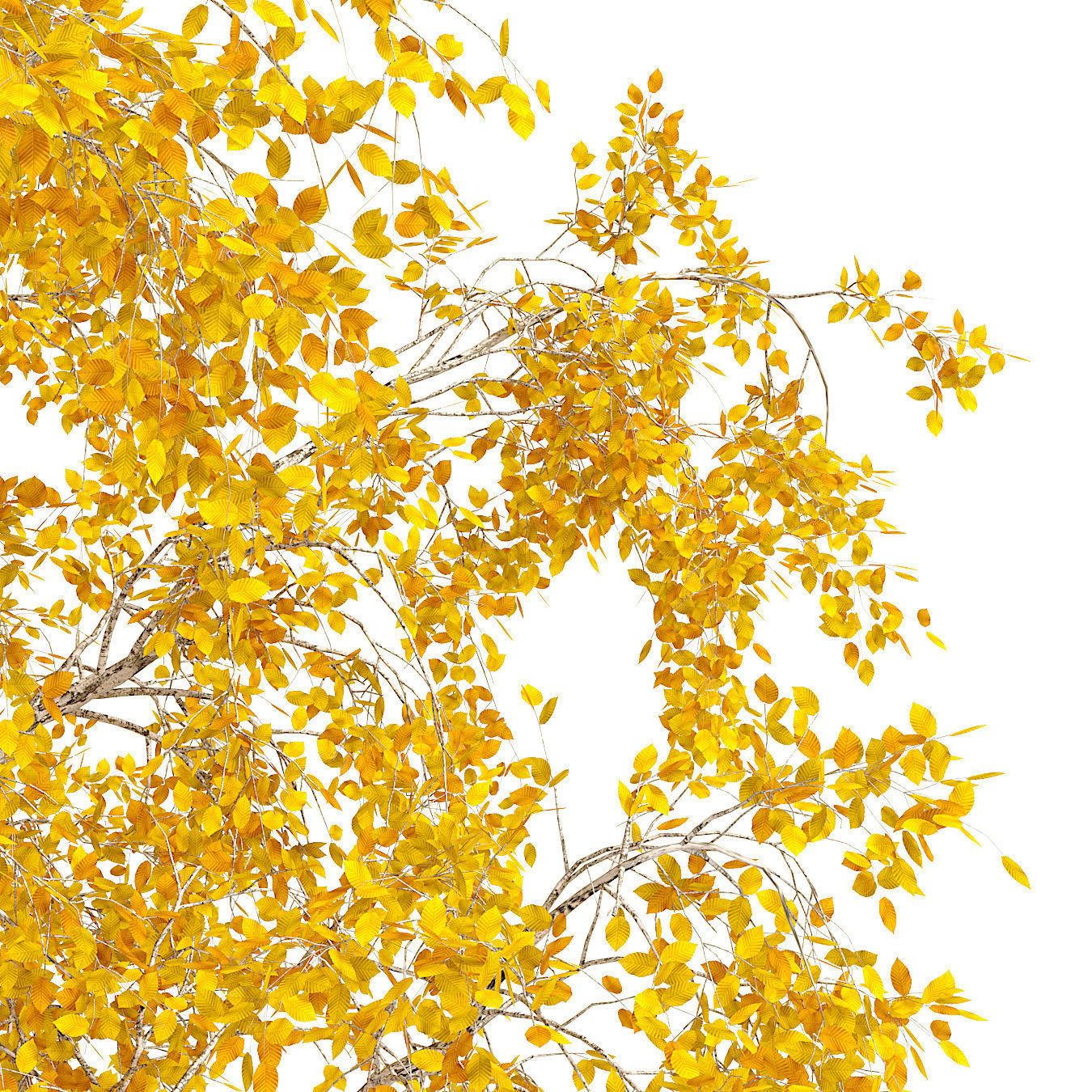 Birch Tree 3d Model No 1-3 seasons 3D model_5