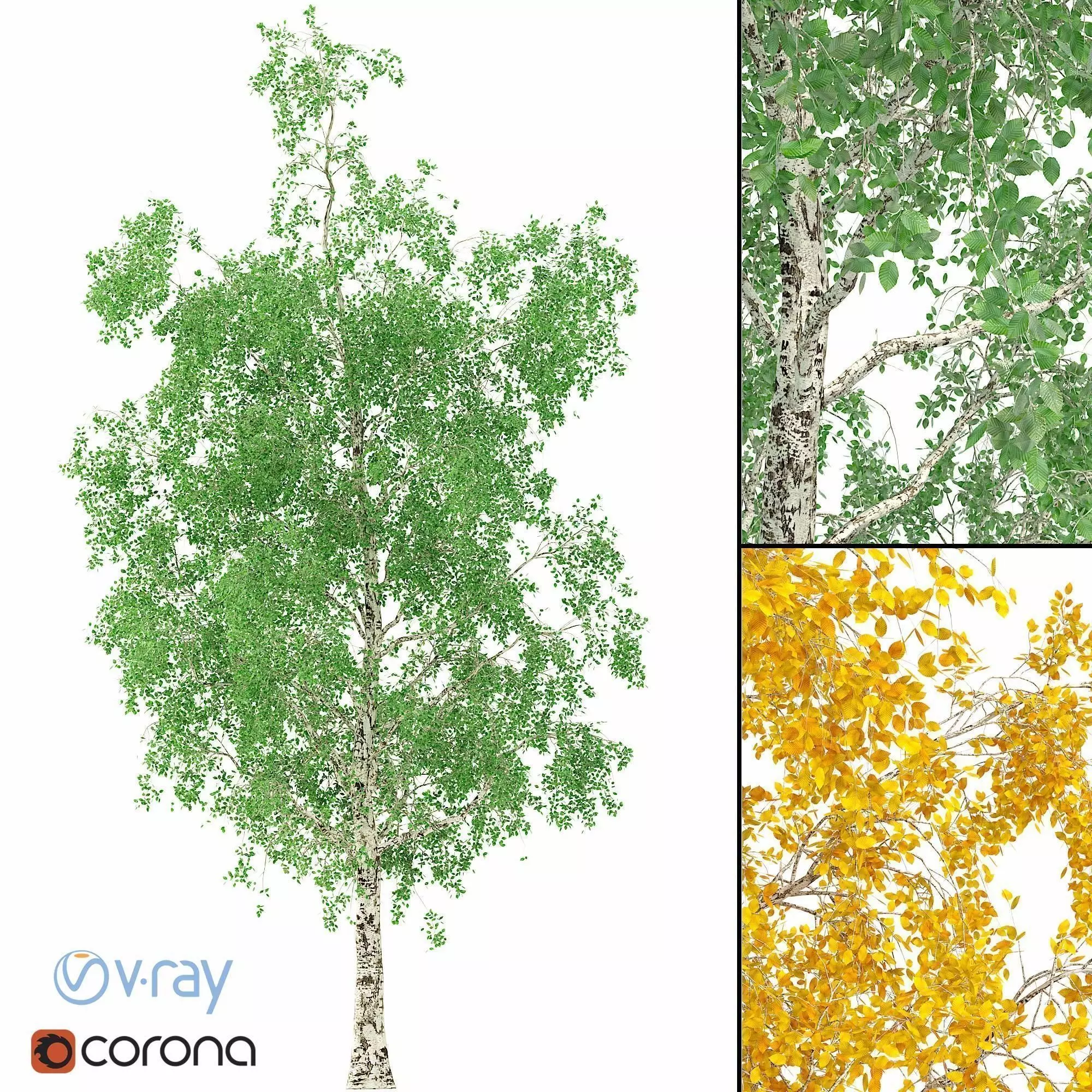 Birch Tree 3d Model No 1-3 seasons 3D model_0