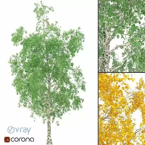 Birch Tree 3d Model No 1-3 seasons 3D model