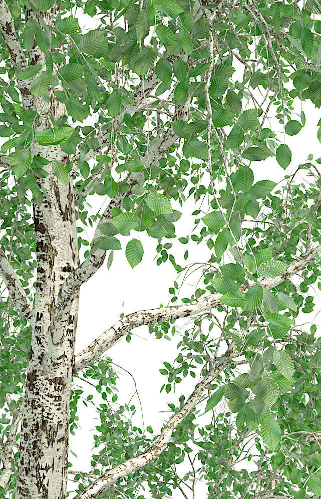 Birch Tree 3d Model No 1-3 seasons 3D model_4