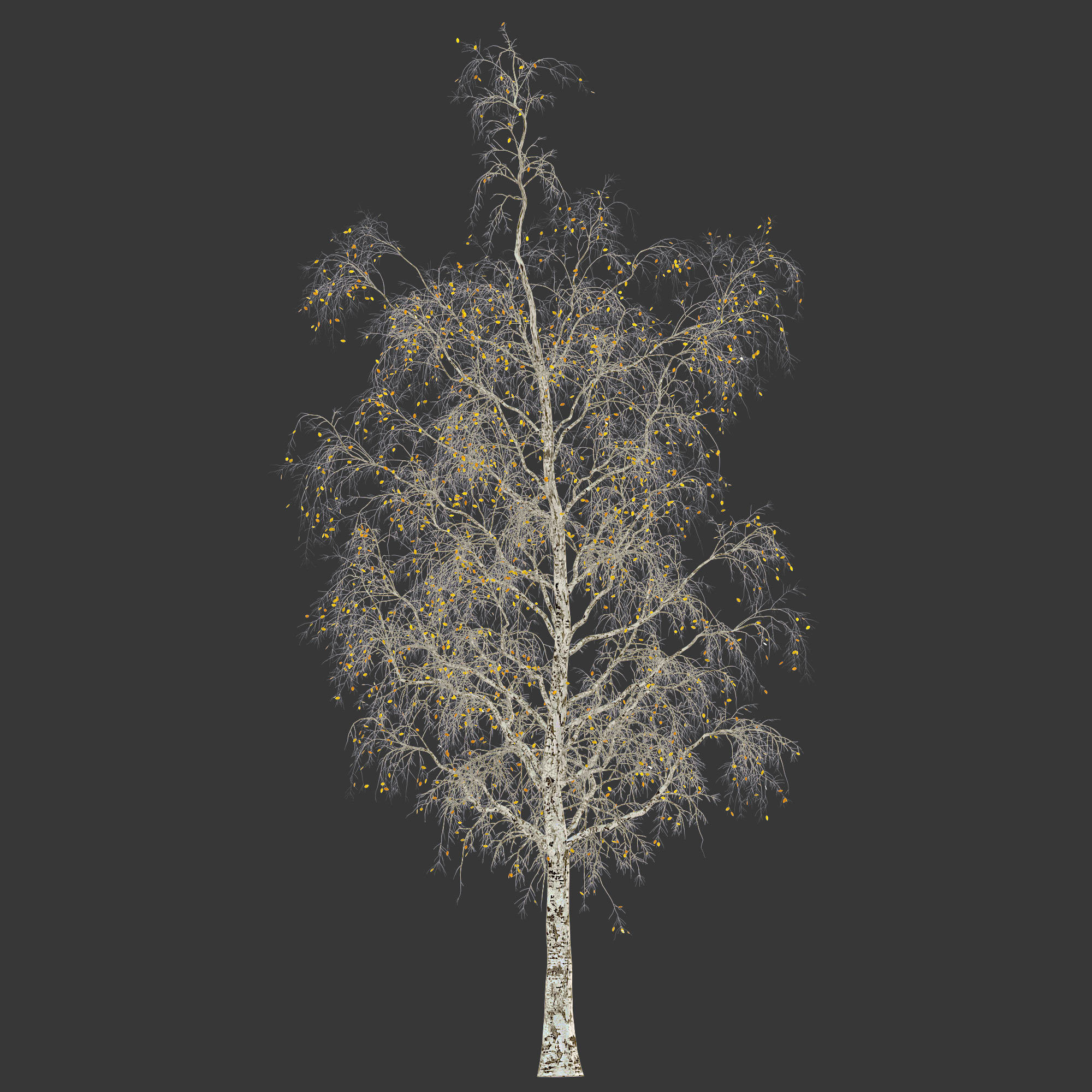 Birch Tree 3d Model No 1-3 seasons 3D model_3